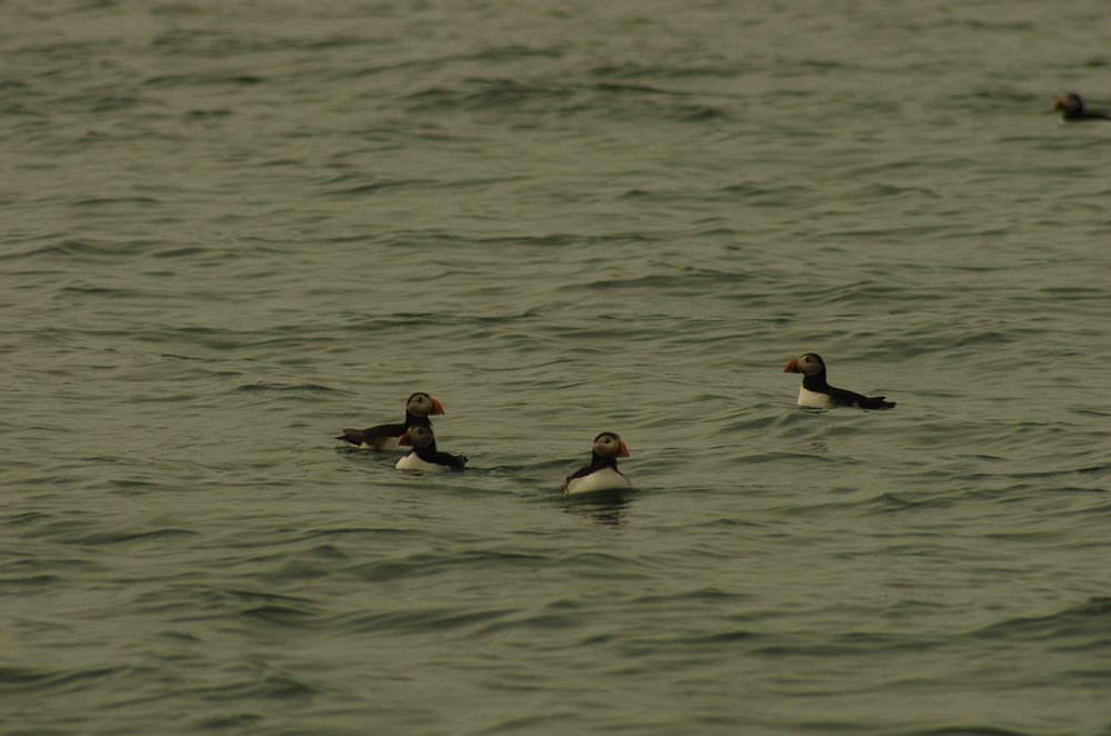 Puffins on the sea