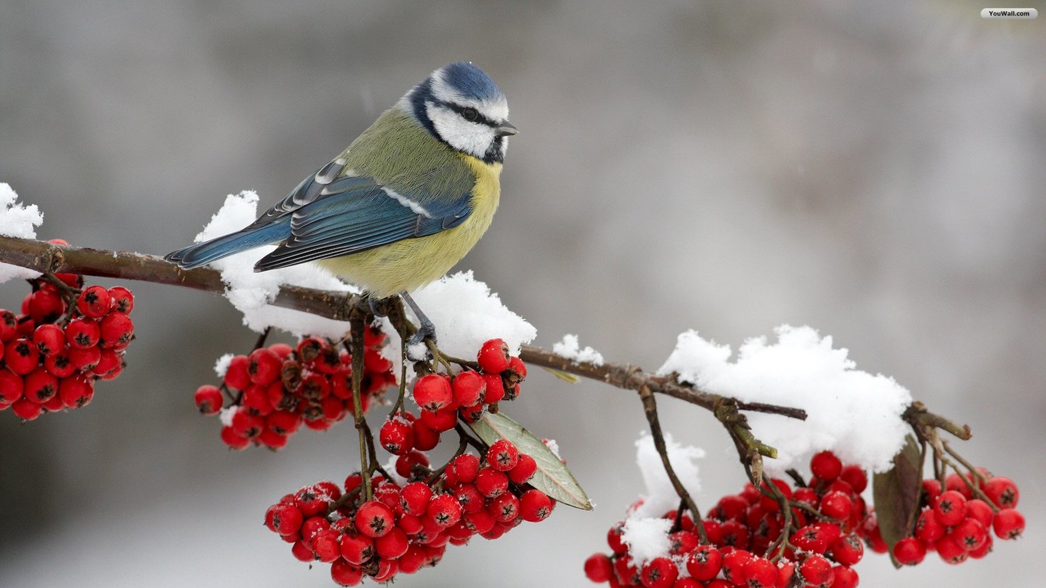Image result for bird in winter