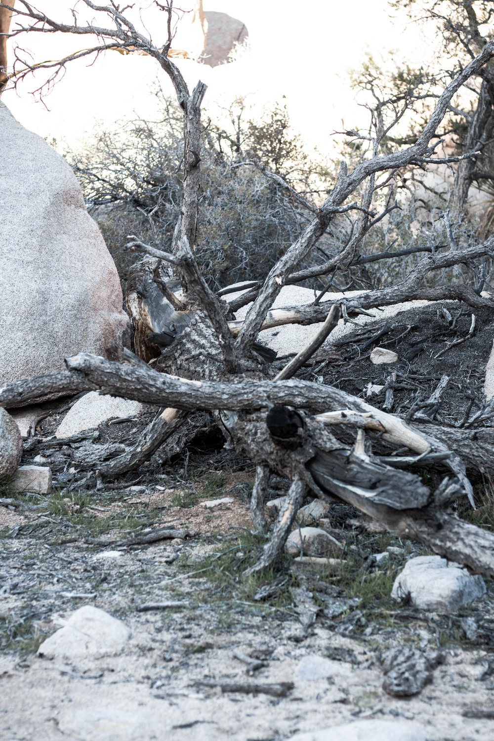 unsettle-co-lifestyle-blog-spaces-joshua-tree-national-park-trees