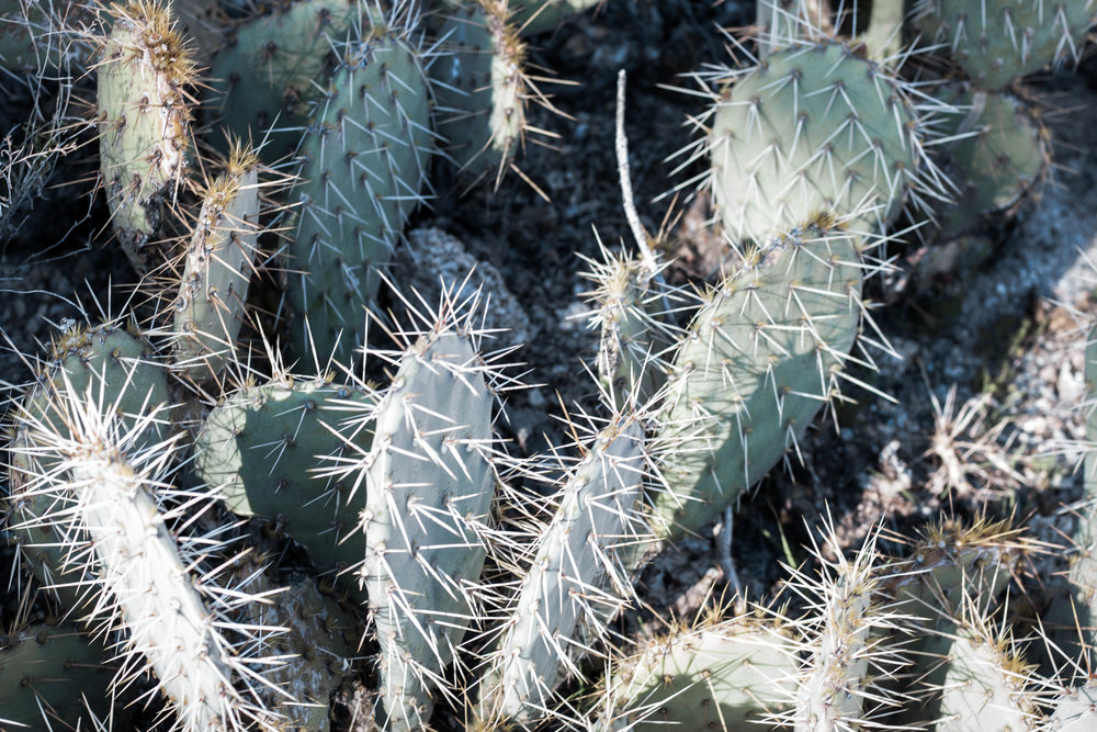 unsettle-co-lifestyle-blog-spaces-joshua-tree-national-park-rock-cactus