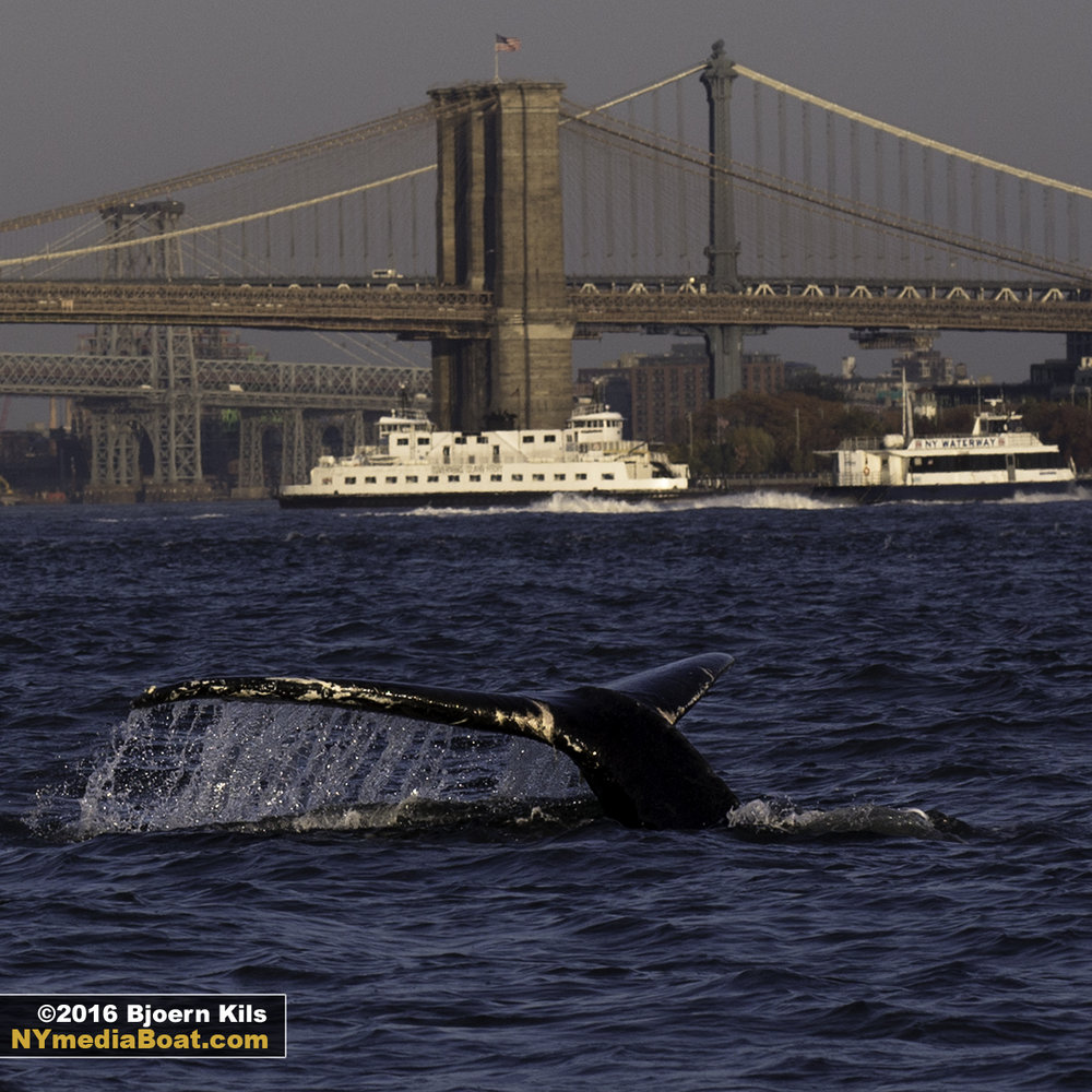 whale watching tour new york