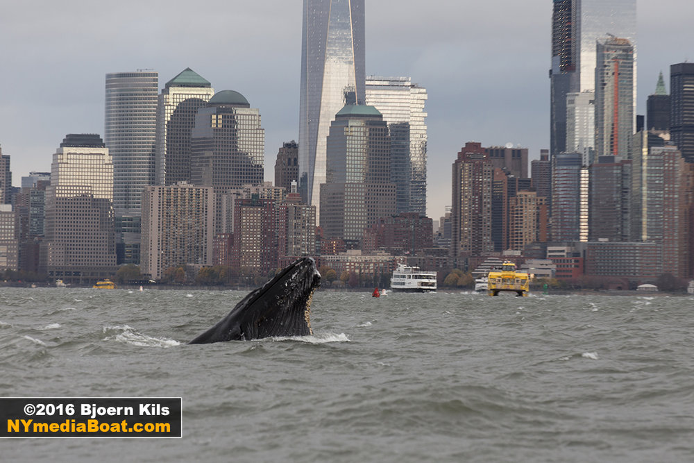 whale watching tour new york