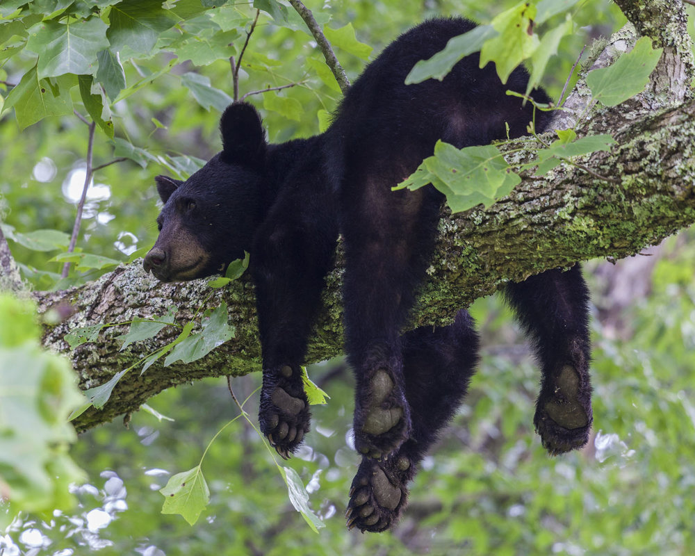 What are some interesting facts about black bears?