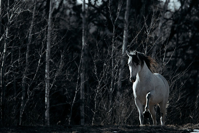 Des ptits dons, des p'tits dons !  - Page 2 Minnesota-horse-equine-photographer-alyssa-smolen-photography24