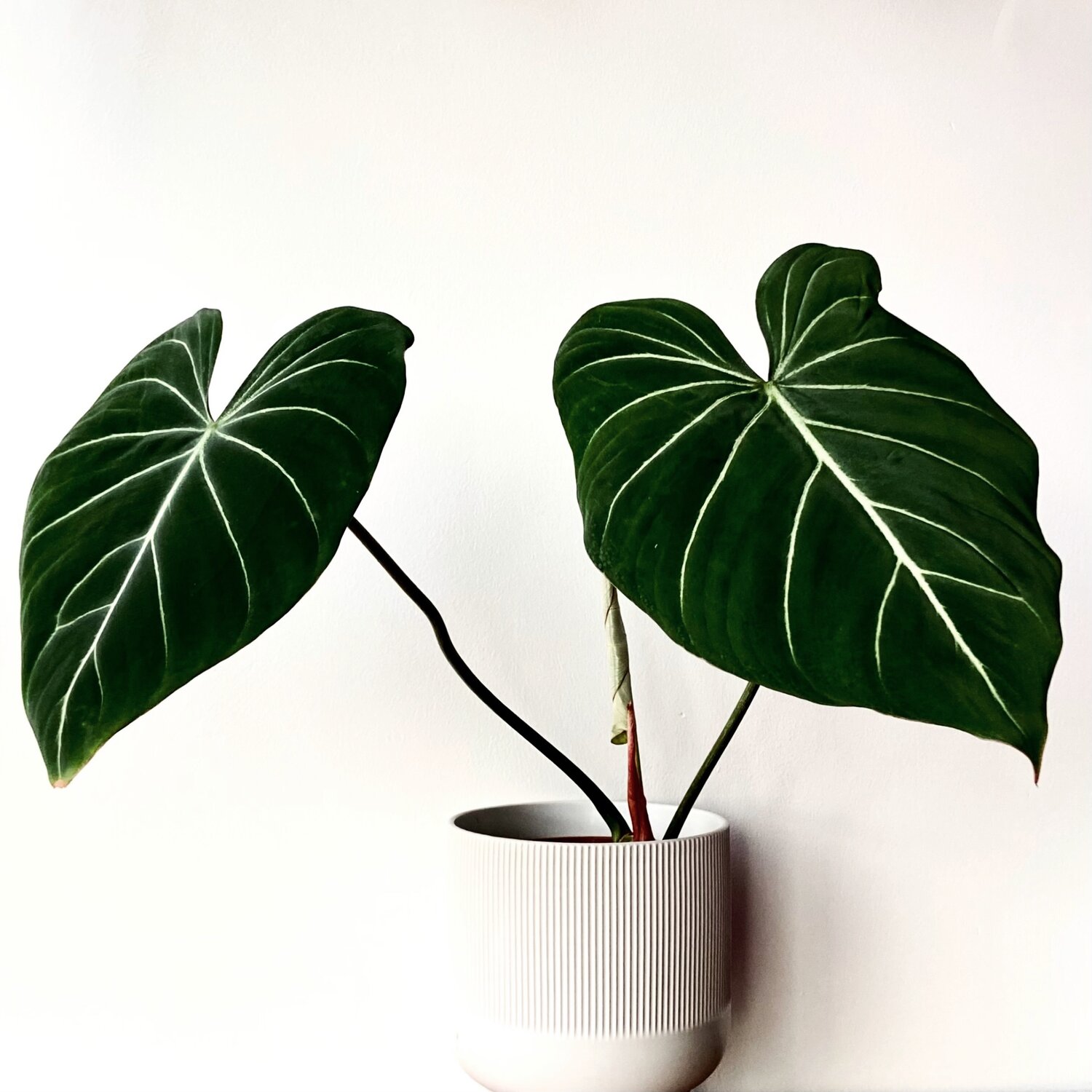 PHILODENDRON GLORIOSUM [ Complete Care Guide ] — Lya Solis