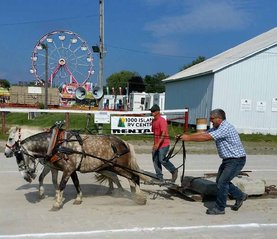 What makes the Stirling Agricultural Fair so special is their attention to the Agricultural shows such as - Horse/Pony Pulls, Horse Show, 4-H, Beef show, goat show and sheep shearing. 