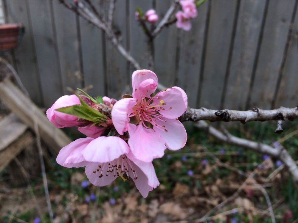 Apricot Trees In Bloom Gardening Charlotte