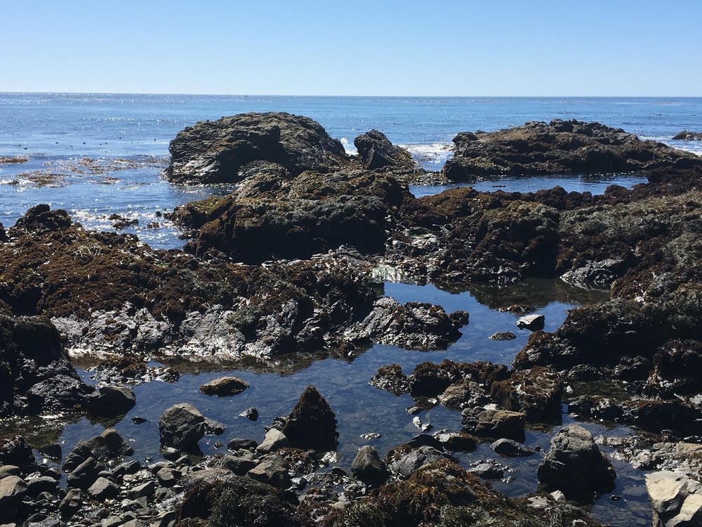 What is a Tide Pool? — The Coastal Institute