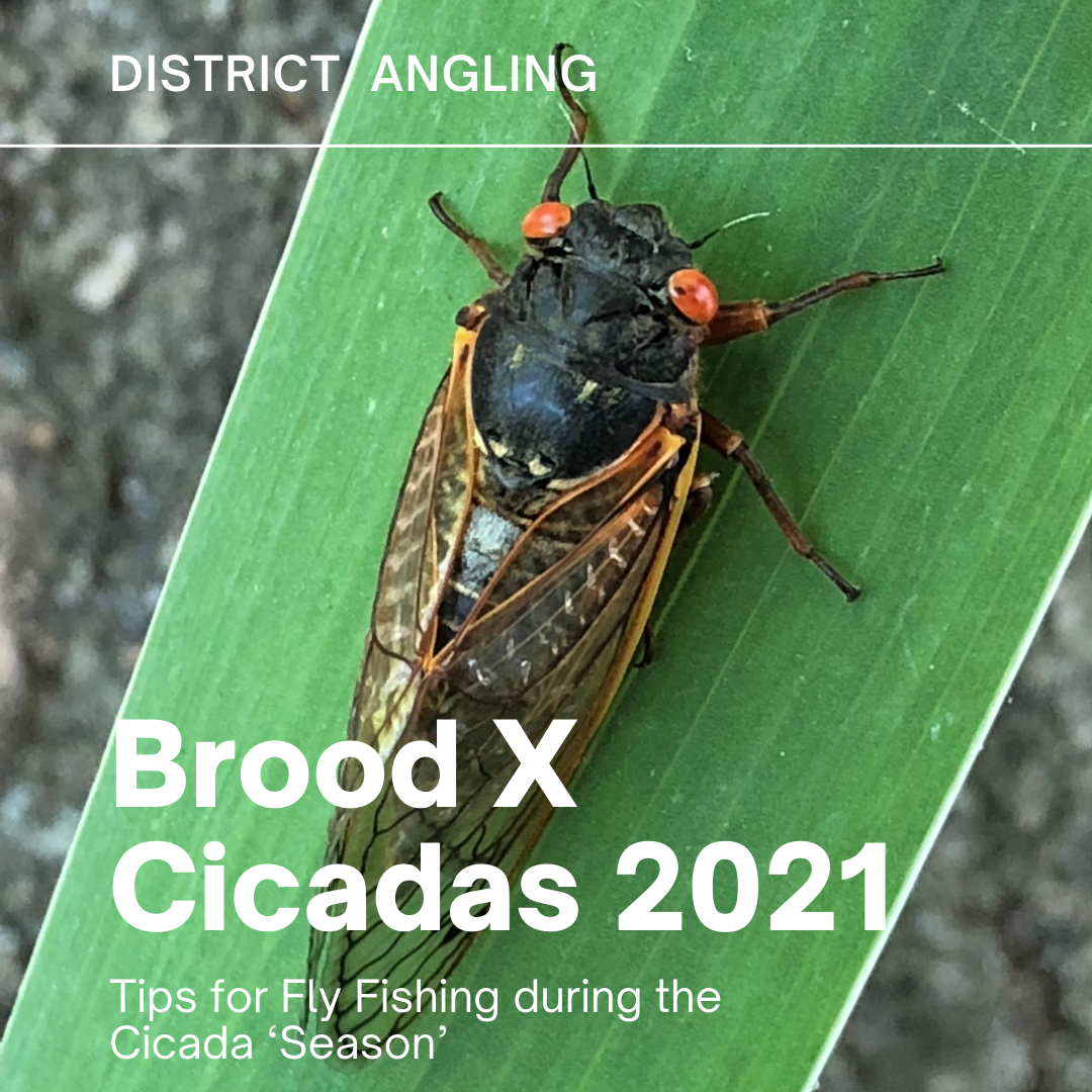 Tips for Fly Fishing during the 2021 Brood X Cicada Emergence —  DistrictAngling.com