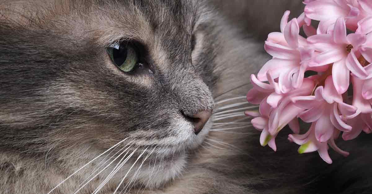 8 Tipps: Das sollten Sie über alte Katzen wissen — Aus Liebe zum Haustier