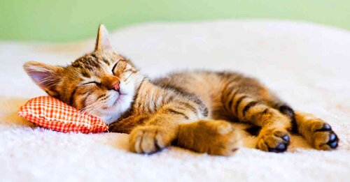 7 Hinweise Dass Ihre Katze Krank Ist Aus Liebe Zum Haustier