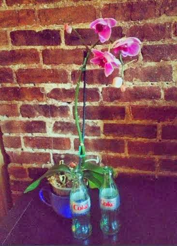 Coke Bottle Vase and Orchid