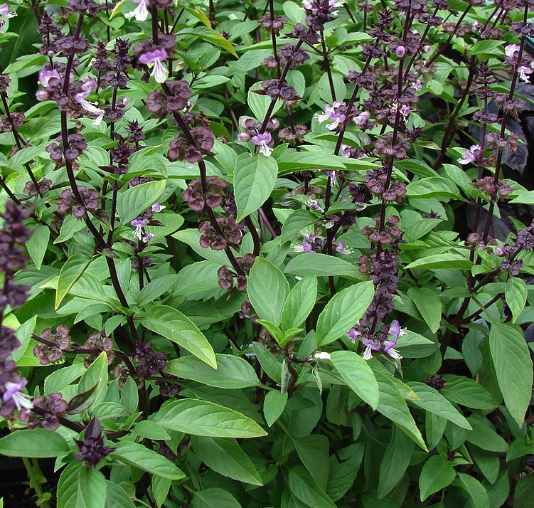 Thai Basil Seeds — Ravensong Seeds & Herbals