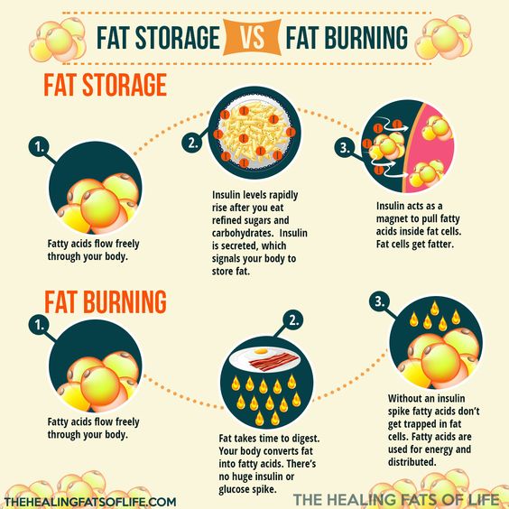 Image result for Fat storage and energy in fat loss