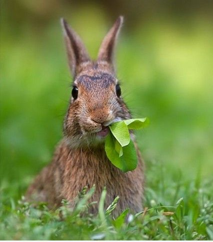 「rabbit cute eating」の画像検索結果