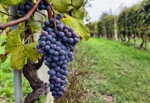 vineyard-grapes.jpg