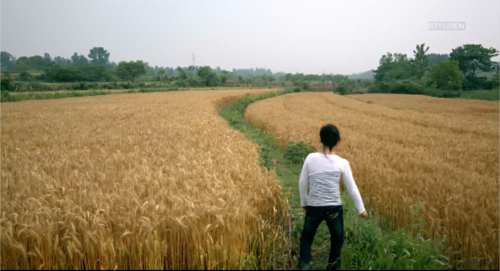 A figure walks away from the camera into an open wheat-field with a path down the middle.&nbsp;