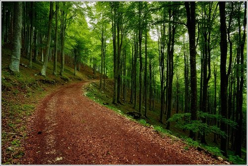 Italy woods path.jpg