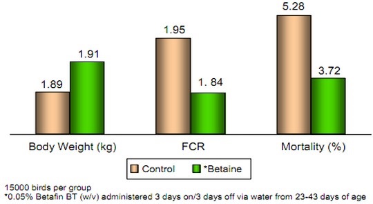   Figura 2.&nbsp;  La betaína mejora los resultados productivos de broilers expuestos a altas temperaturas ambientales (30-39ºC).  