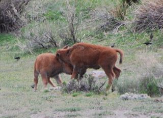 bison calve play.jpg.jpg