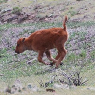 bison calf running.jpg.jpg