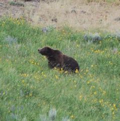 grizzly in meadow on dunraven.jpg.jpg