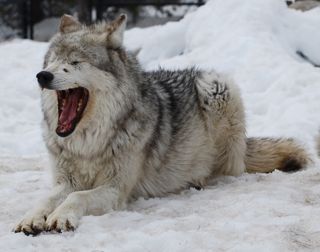 yawning wolf.jpg copy.jpg