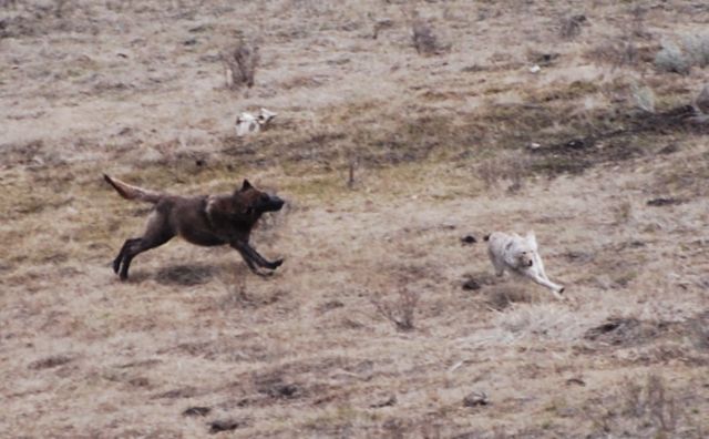 wolf coyote chase 2.jpg.jpg