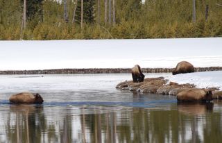 bison swimming madison river.jpg.jpg