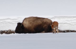 bison calf in snow.jpg copy.jpg