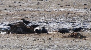 ravens with bison kill.jpg.jpg