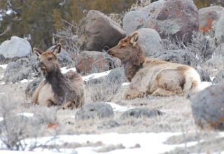 resting elk.jpg copy.jpg