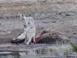 coyotes with bison carcass.jpg.jpg