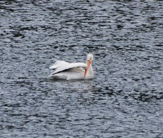 white pelican 2.jpg.jpg