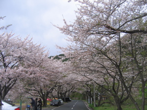 avenue of sakura.jpg