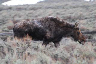 moose in jackson.jpg.jpg
