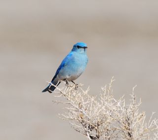 bluebird 4.jpg.jpg