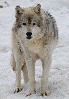wolf in snow 3.jpg copy.jpg