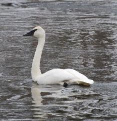 swan on gibbon river.jpg.jpg