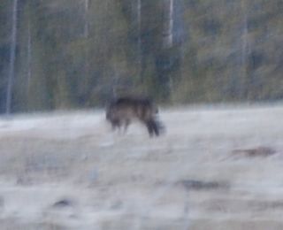 blurry wolf.jpg.jpg