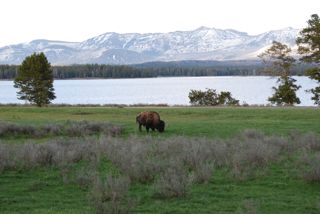 bison at lake.jpg.jpg