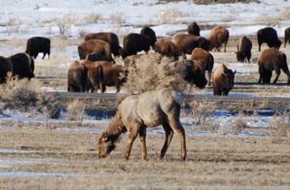 elk and bison.jpg.jpg