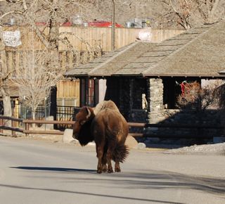 bison buddy.jpg.jpg