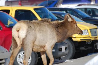elk in parking lot.jpg.jpg