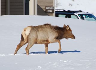 elk in snow.jpg.jpg