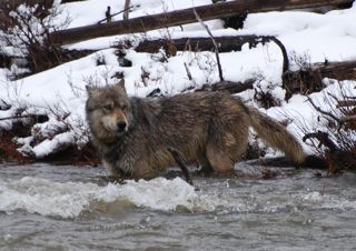 wolf crossing gardiner river.jpg.jpg
