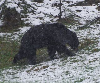 black bear in snow.jpg.jpg