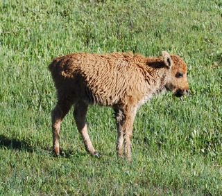 bison calf stretching.jpg.jpg
