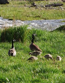 canadian geese family.jpg.jpg