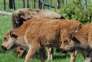 bison calves with new horns.jpg.jpg